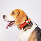 AirTag Pet Collar