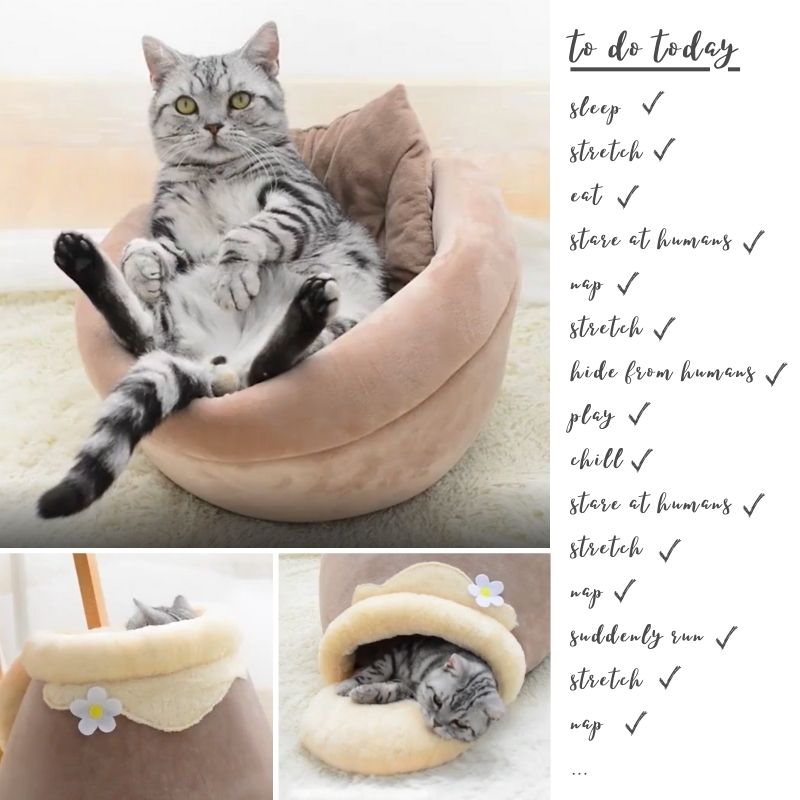 Pakypet Shop Cat Bed Honey Jar Nest Brown Feature