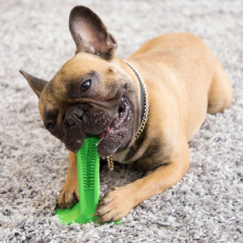 Dog green outlet toothbrush